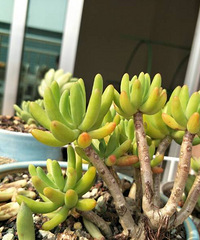 �������ã�������