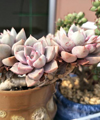 �������ã�������