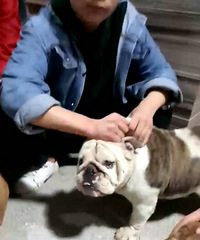 ����˦��