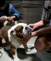 ����˦��