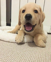 ��������С�����ֱ��