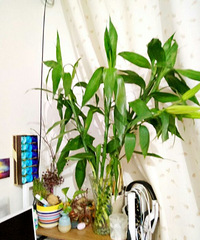 ��һ�Σ���������ô�ߵ�ֲ��