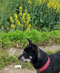 ���Ǽҿ�����С��³³����������