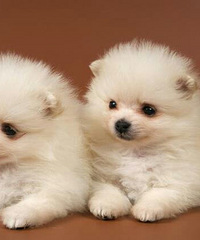 �����°ײ���