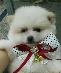 �����°ײ���