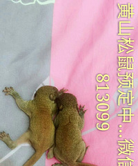 ��ɽѩ��ħ����������