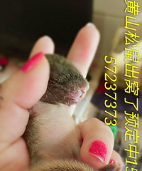 ��ɽѩ��ħ����������