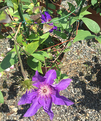 ��һ�޼���