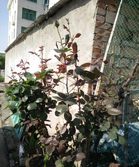 ����ҵĻ���