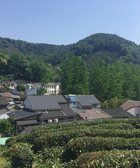 龙井村茶庄