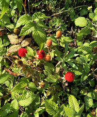 Сʱ��ļ���