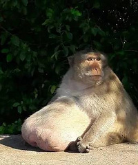 ���ۣ���ʳ̫�ã���ʦ�־����Լ��Գɶ�ʦ�֡�����Ҳ��˵�ݵ����