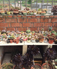 ���¿���չ