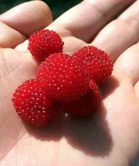 "“野草莓”能吃吗?每年五一它都来怒刷存在"