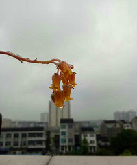 �������ȣ�������