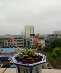 ��˹ŵ�������ϲ��