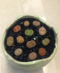 ���ƨ�ɣ��������֣�������������