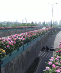 "6条空中花廊美上天, 最近的杭州长这样,你还没发现"