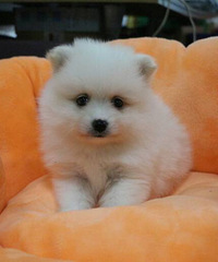 ���Ȱ͸磬���ΰײ���