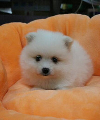 ���Ȱ͸磬���ΰײ���