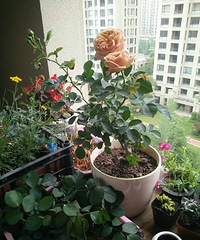 һ����ɶ��û�ɶ�����������