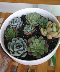 ���Ŀ���