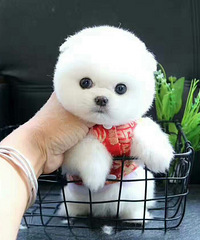 ��ֻ������һֻ�������۸�����