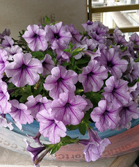 19¥�����Ļ���лл¥�Ѹ