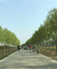 "朱洪庙芦笋小镇:一处幸福感绝佳的世外桃源"