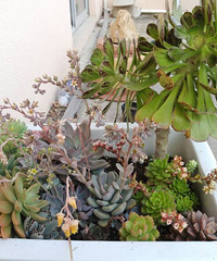 ���Ļ���