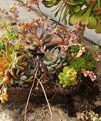 ���Ļ���