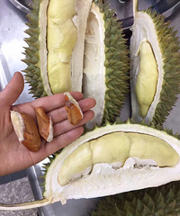 "买了个不好的榴莲"