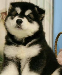 ��ֻ�������۸����