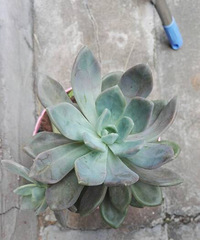 ������ɶ���ְ���ָ����