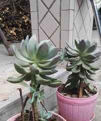 ������ɶ���ְ���ָ����