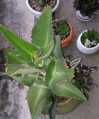 �Ҽҵ�����