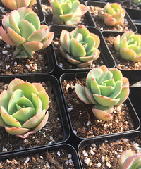 �Լ����Ĵ��