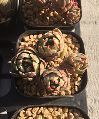 �Լ����Ĵ��