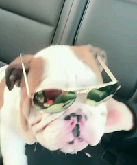 �����ɰ�Ӣ����ţȮ����