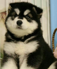 ��ʮ�־��Ͱ���˹��ĸ