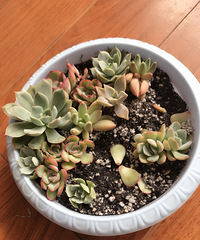 ƴ��໨��16.8���һ�軨�����������