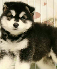 ����˹��ĸ�������ſ���