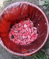 "杭州新塘河出现超多粉红色桑葚!凑近一看,密恐"