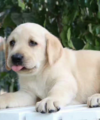 ����С��ŮѰ��������