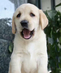 ����С��ŮѰ��������