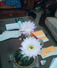 �����ֵĺö���������򿪻��ˣ�����˫��̥