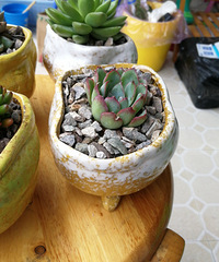 14��İ����ĸ����裬���������̲�ס���˸���