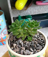 ���ֵĽ���