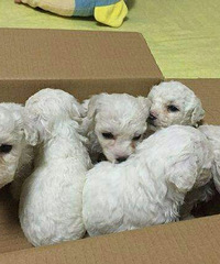 ΢С����߱���