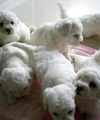 ΢С����߱���